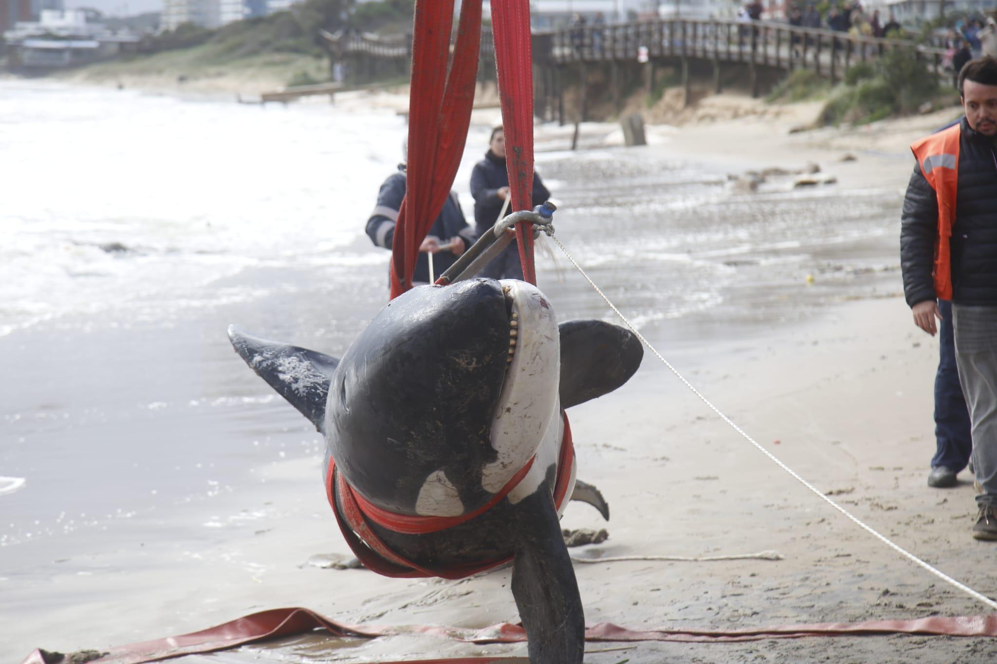 Imagen 1 de la galería