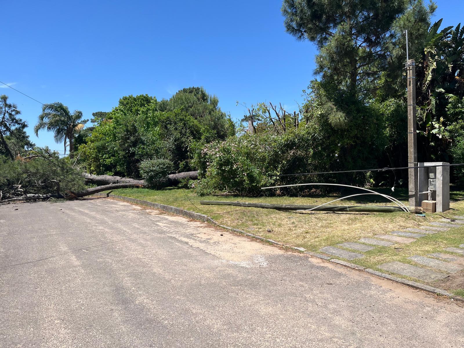 Imagen 1 de la galería