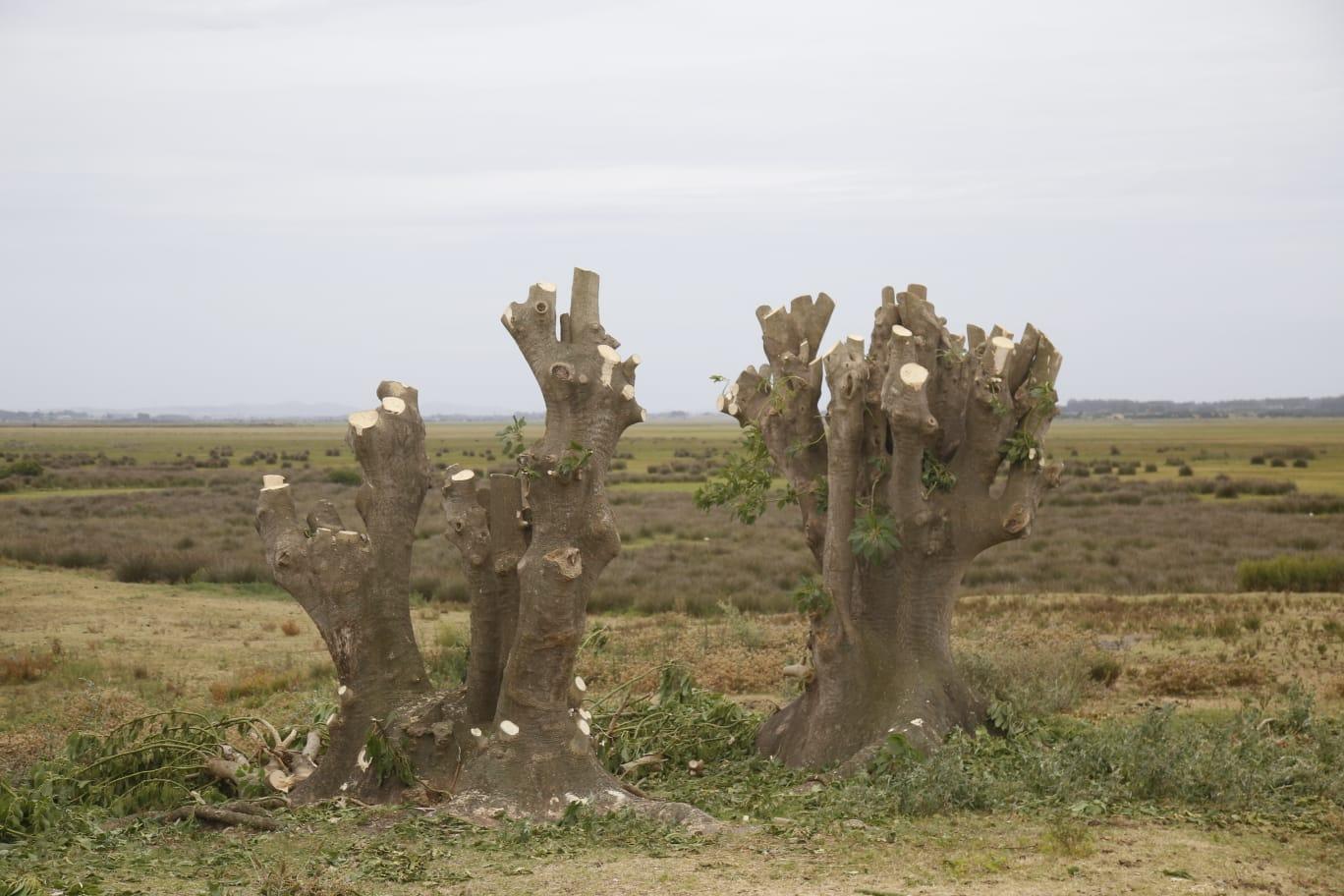 Imagen 1 de la galería