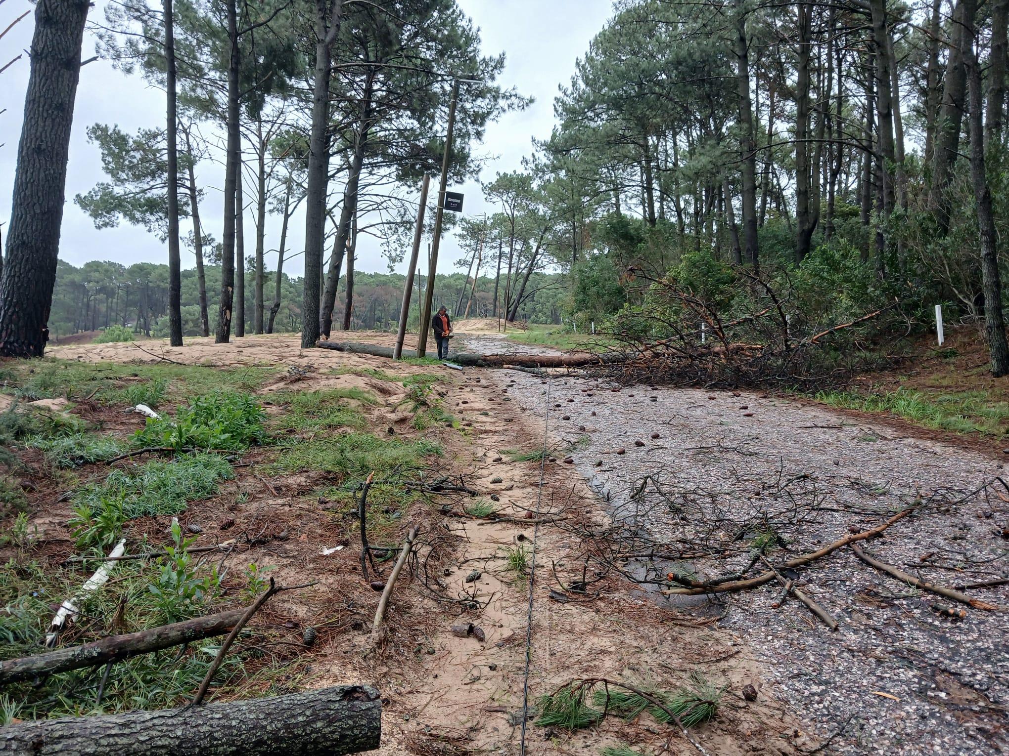 Imagen 1 de la galería