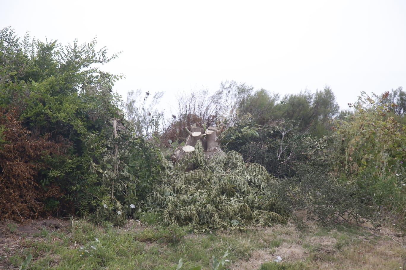 Imagen 2 de la galería