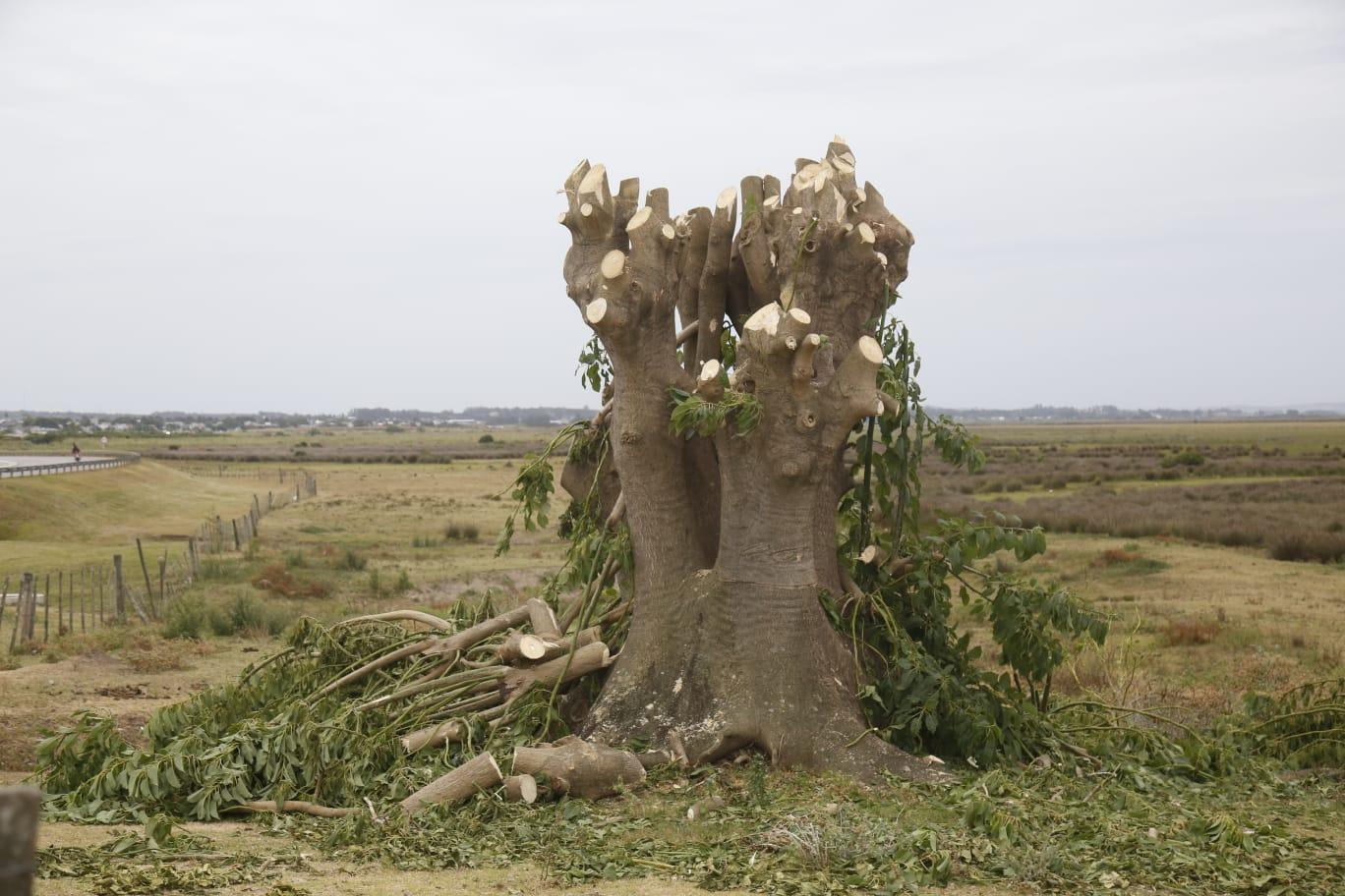 Imagen 3 de la galería