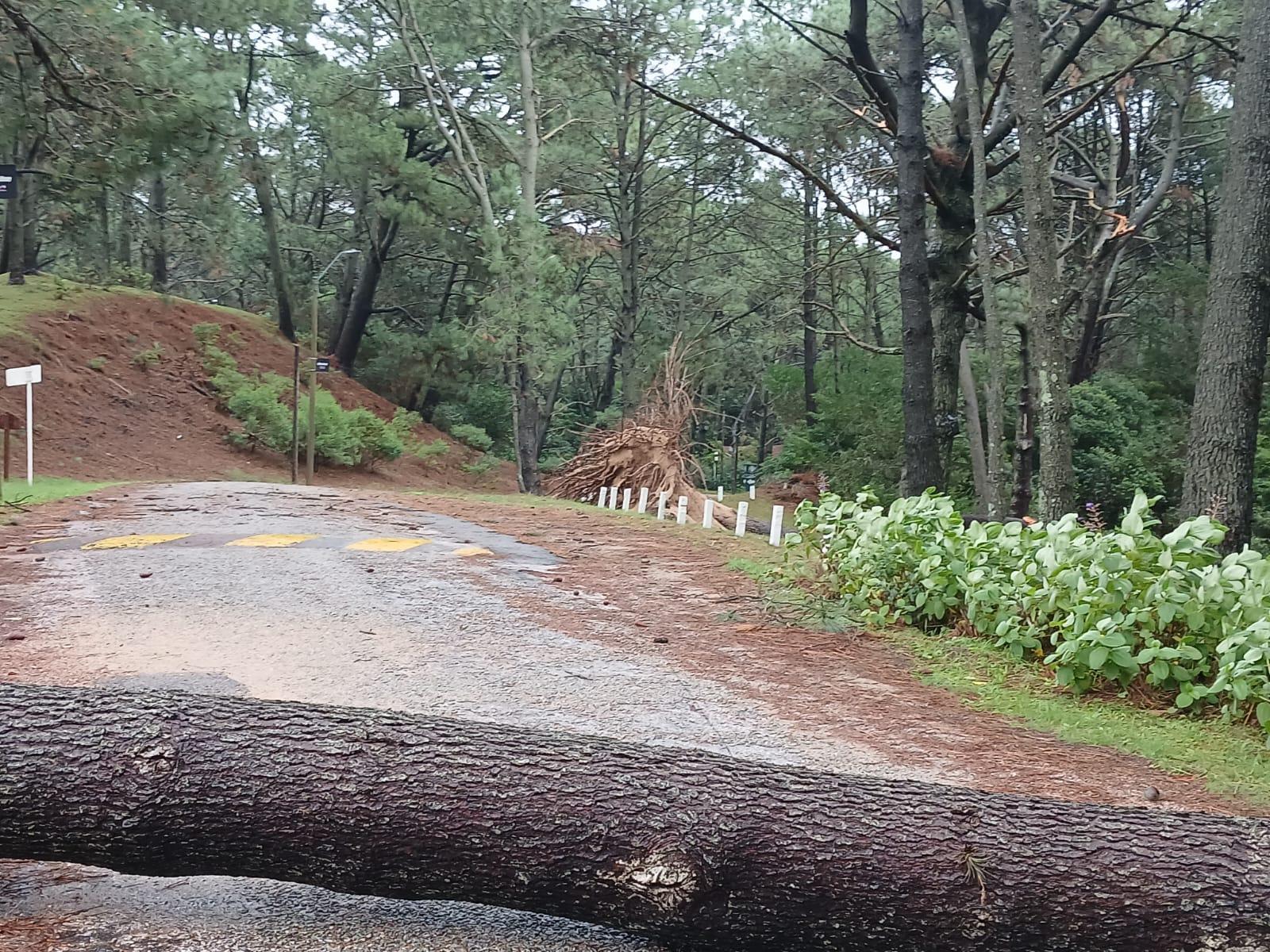 Imagen 3 de la galería