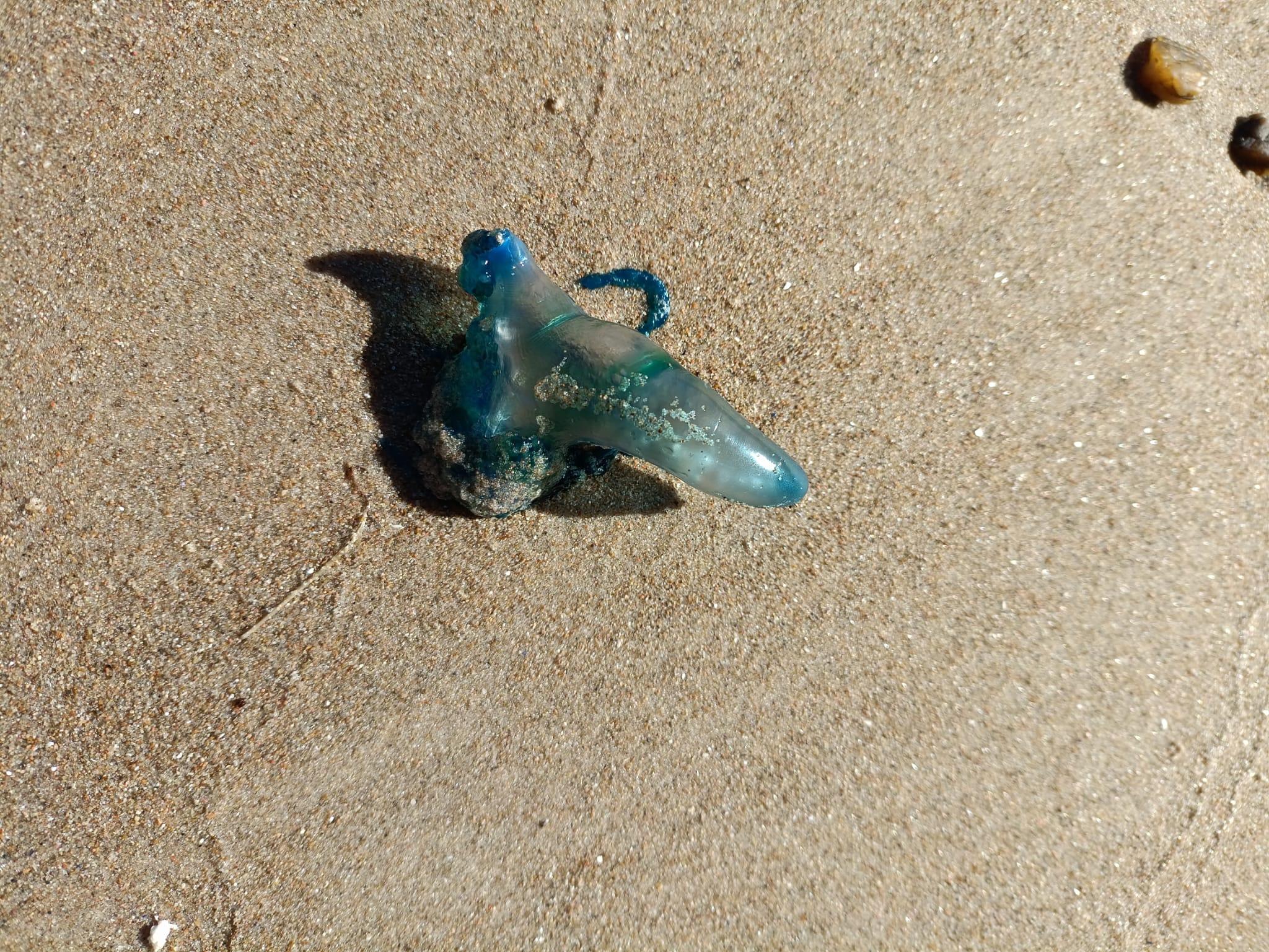 Imagen 1 de la galería