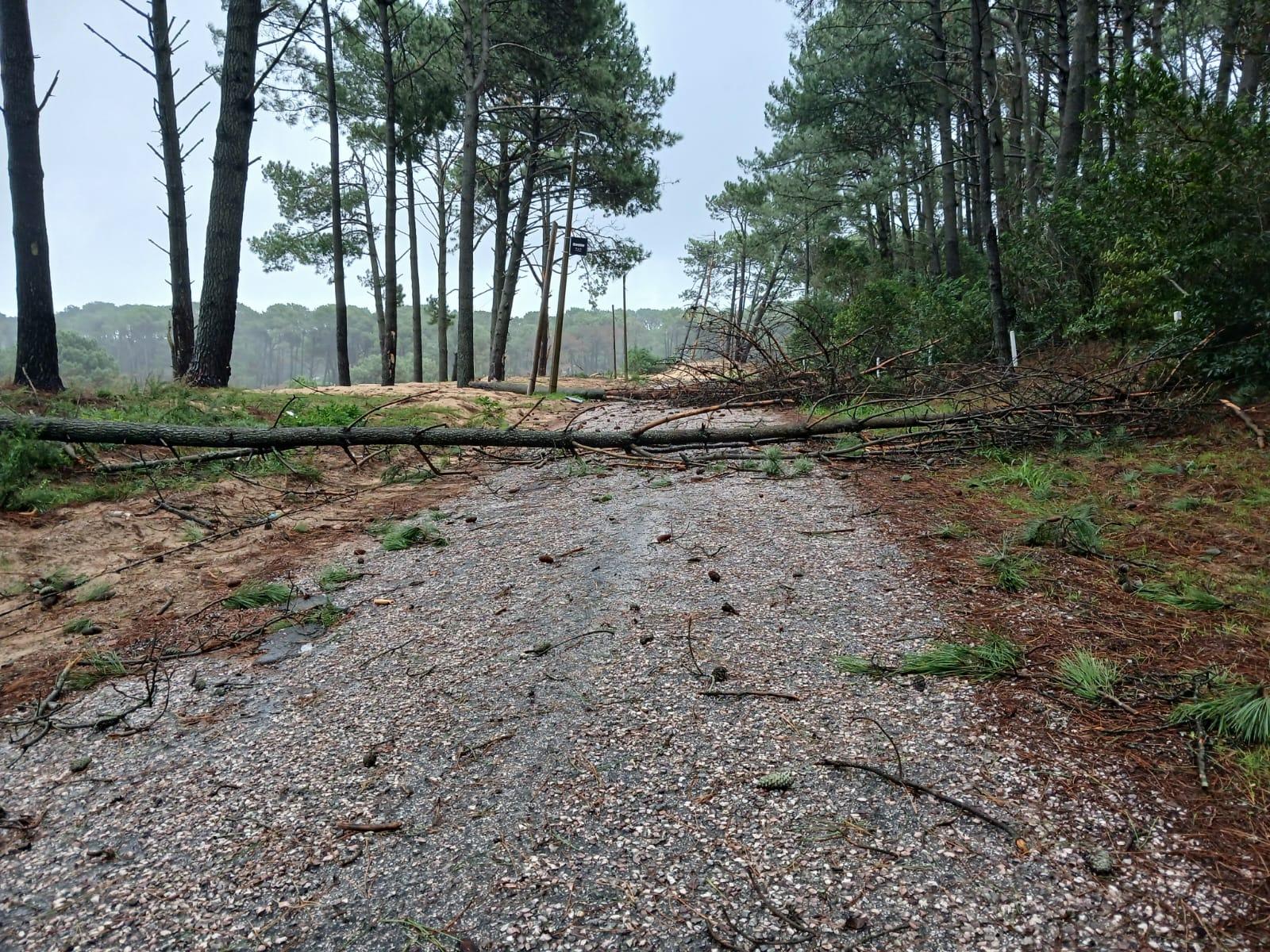 Imagen 4 de la galería