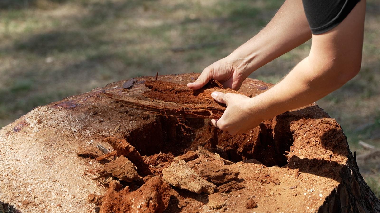 Imagen 2 de la galería