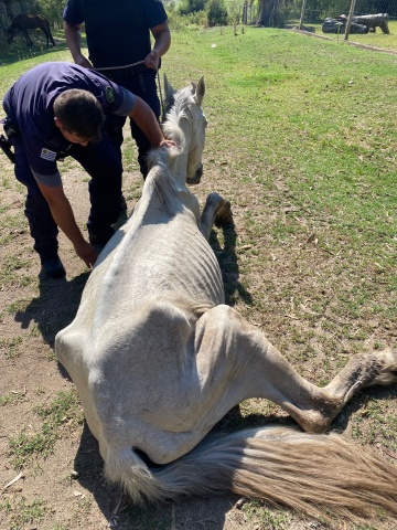 Imagen 2 de la galería