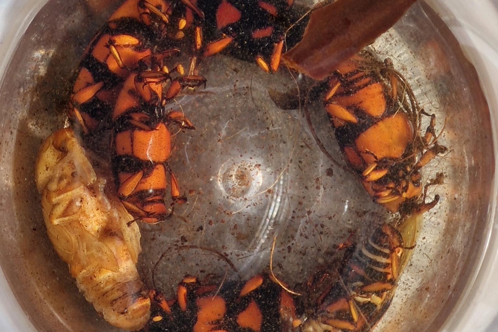 Imagen 2 de la galería