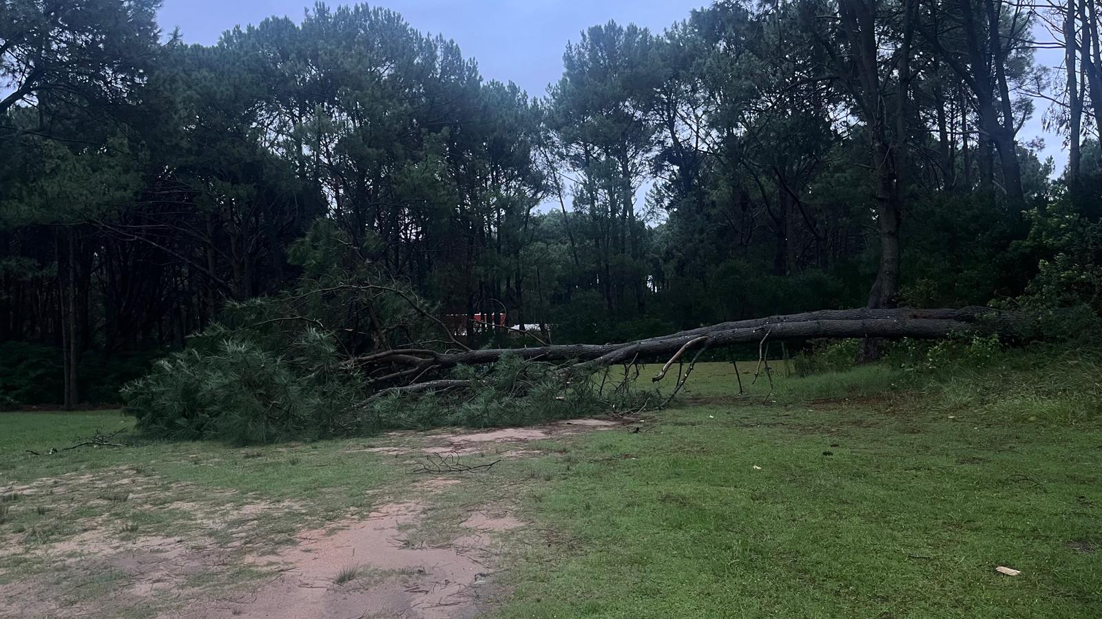 Imagen 8 de la galería