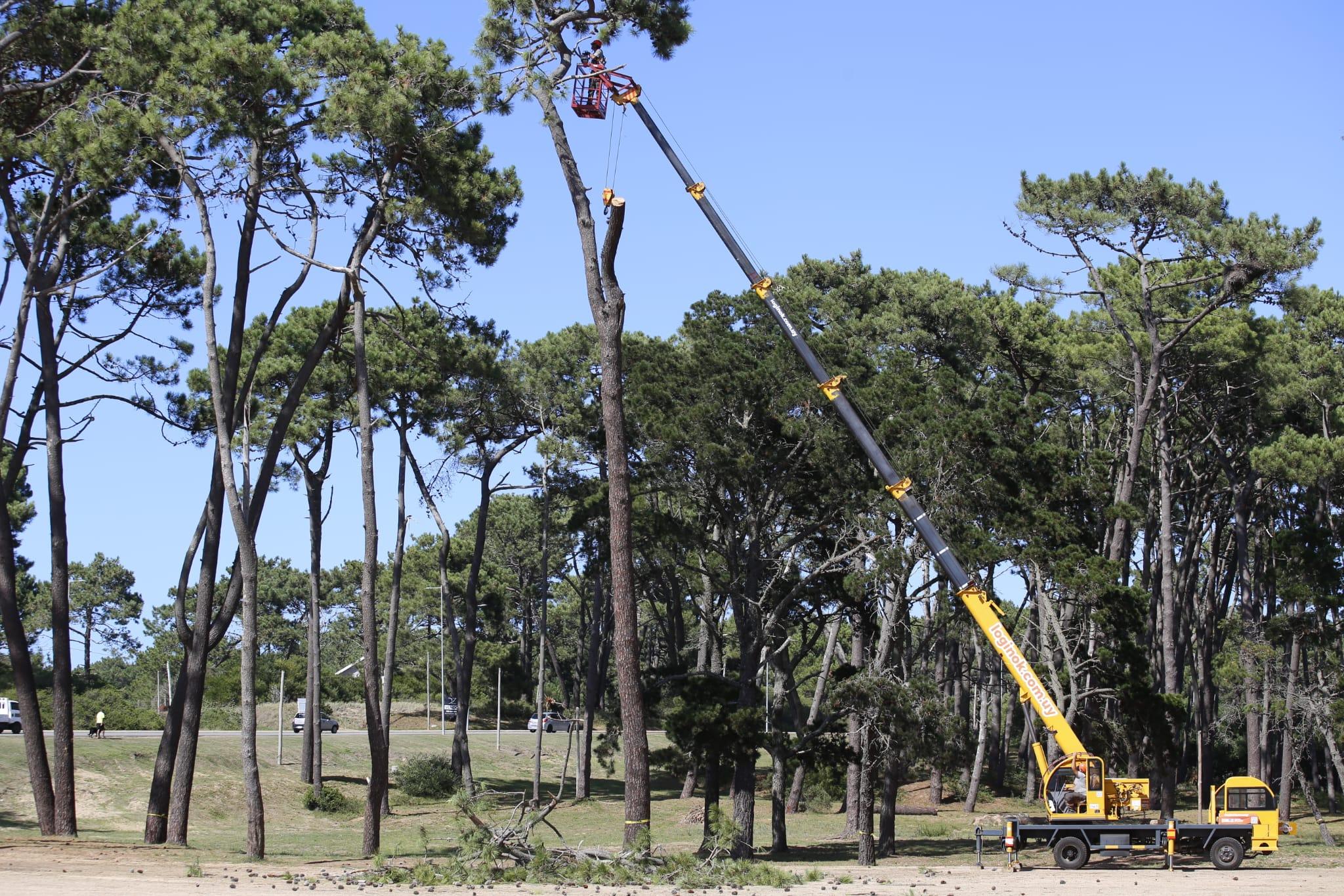 Imagen 3 de la galería