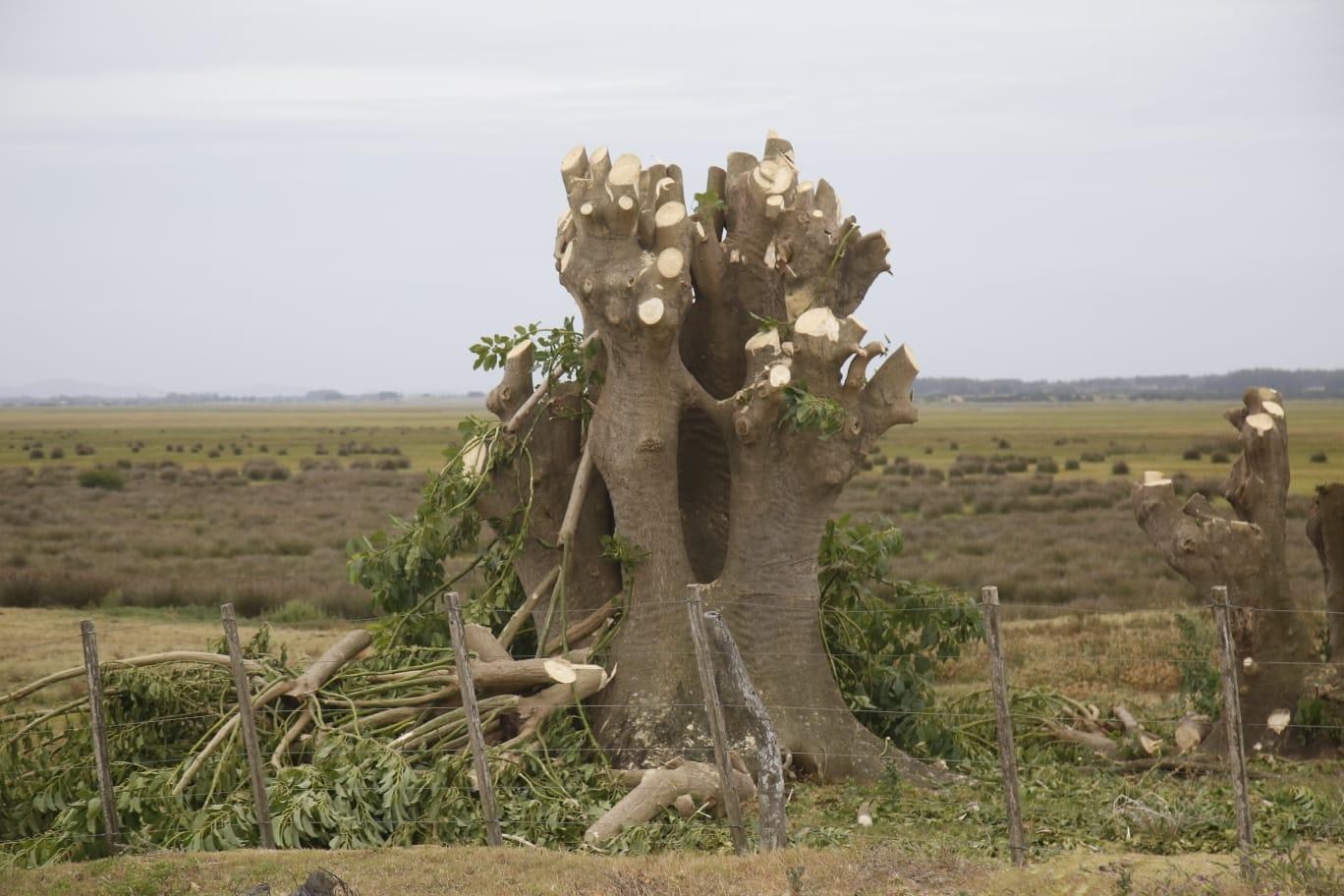 Imagen 5 de la galería