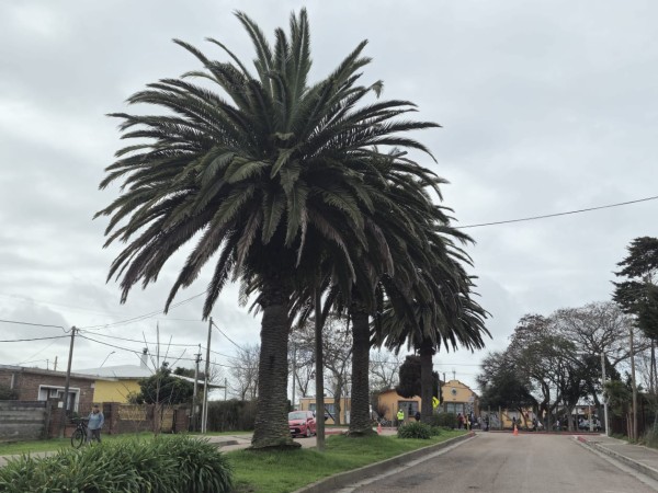 picudo rojo, intendencia, presupuesto