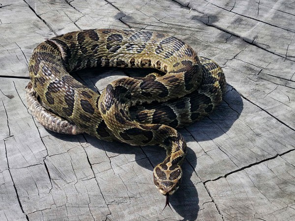Alternatus emitió un comunicado tras la muerte de una mujer por mordedura de serpiente venenosa