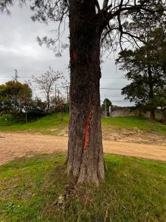 Un rayo impactó en un árbol durante un partido de juveniles en Maldonado y suspendieron la fecha