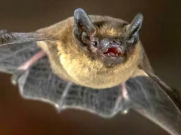 Maldonado: Salud Púb...