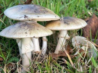 Niño de 11 años está internado en estado grave por consumir hongo venenoso en Maldonado