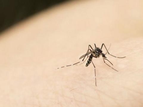 mosquitos, maldonado, invasion,