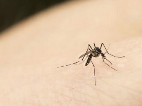 Invasión de mosquitos en Maldonado ¿qué precauciones tomar?