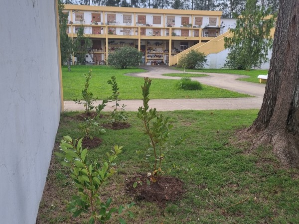 Una propuesta para fomentar la biodiversidad y cambiar la imagen: se plantaron árboles y plantas en el Cementerio de Maldonado