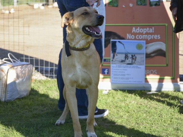 En Maldonado hay per...