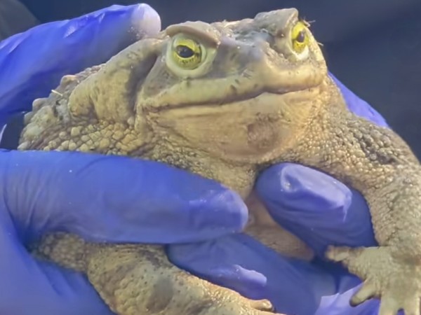 Alternatus halló un...