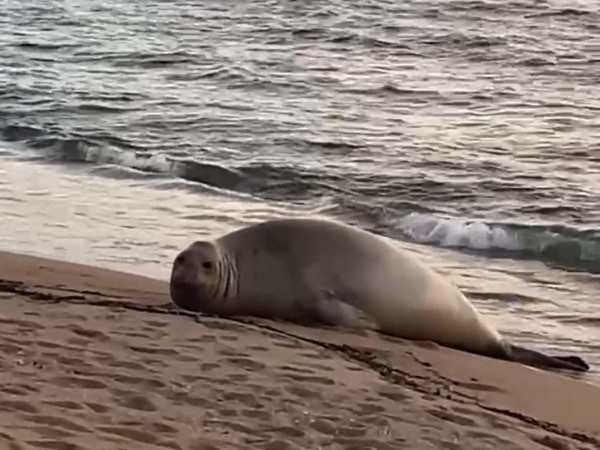 Nuevos avistamientos...