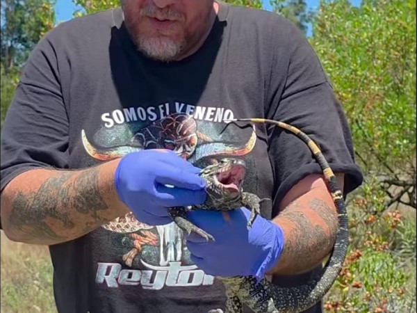 Alternatus rescató u...