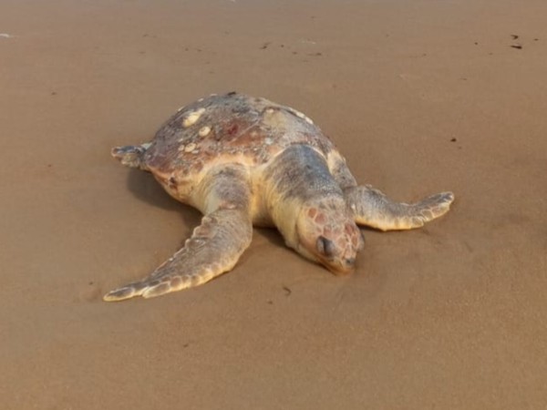 Incrementa la aparic...