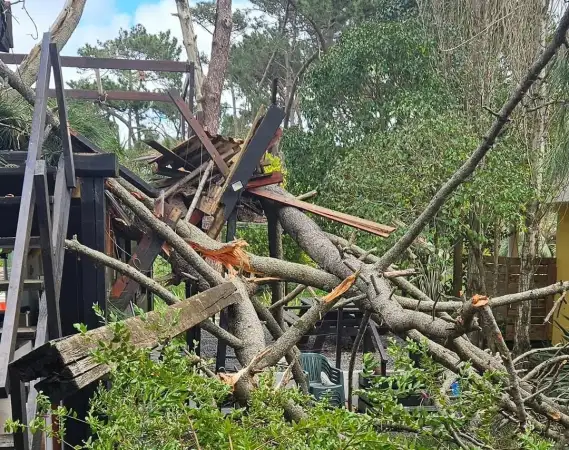 Un árbol de 12 tonel...