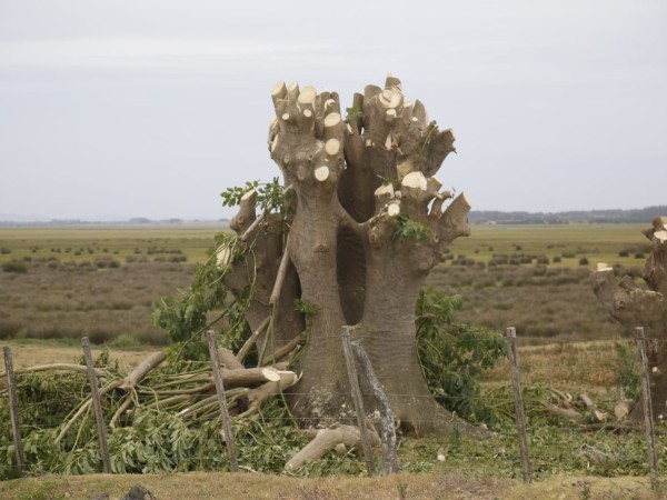El intendente Abella...