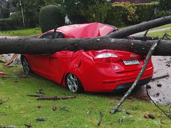 Decenas de árboles c...