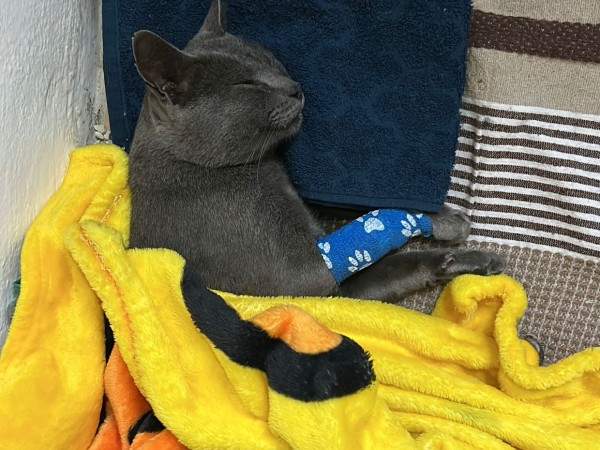 Denuncian que dispar...