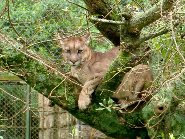 Veterinario de ECFA desmintió muerte de un puma por electrocución