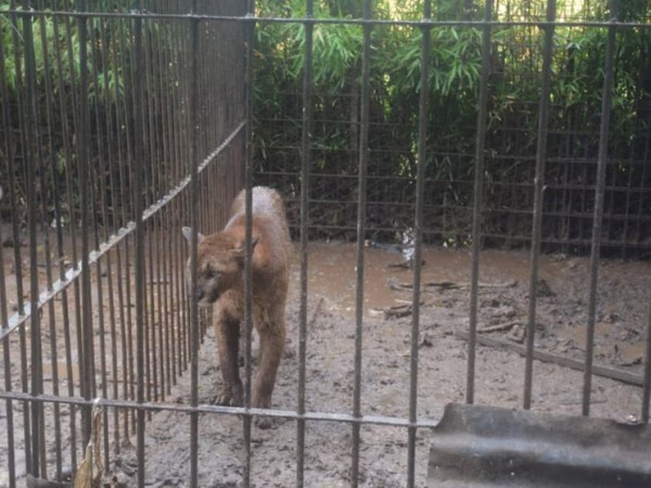 Ana Belén, la puma que vino desde Balcarce y su captura fue festejada como un gol