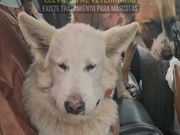 Una yarará mordió a dos perros en Pan de Azúcar y Alternatus aconsejó cómo actuar