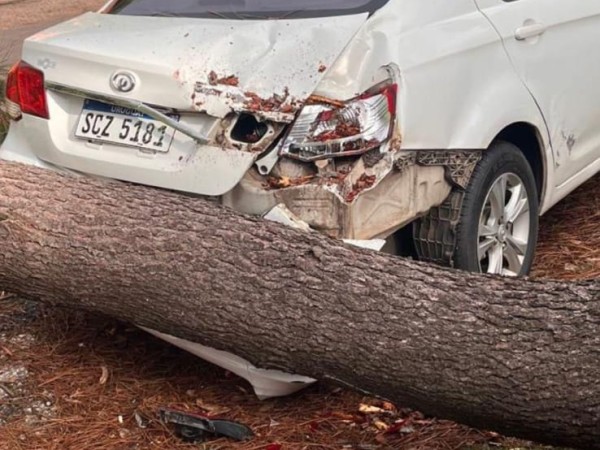 Árbol cayó sobre un...