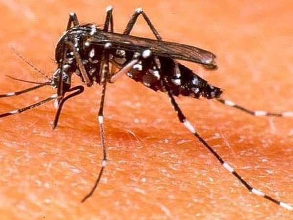 Caso autóctono de dengue es de montevideana que se encontraba en Maldonado