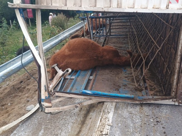 Camión que transportaba ganado despistó y volcó en ruta 6; el chofer resultó lesionado y 12 animales murieron