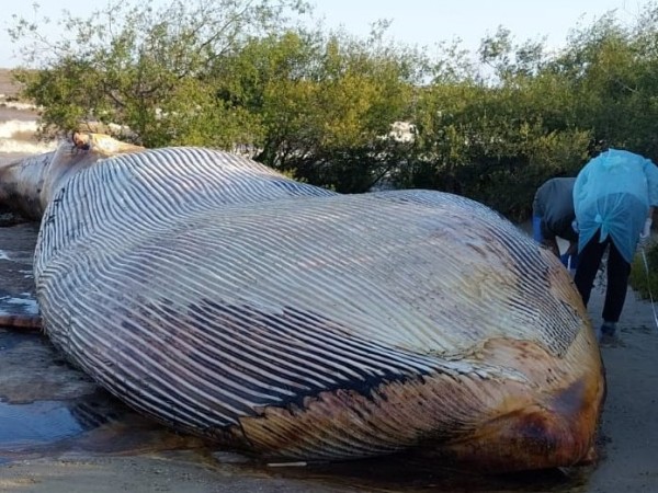 Video: Así enterraron a la ballena gigante encontrada en Colonia
