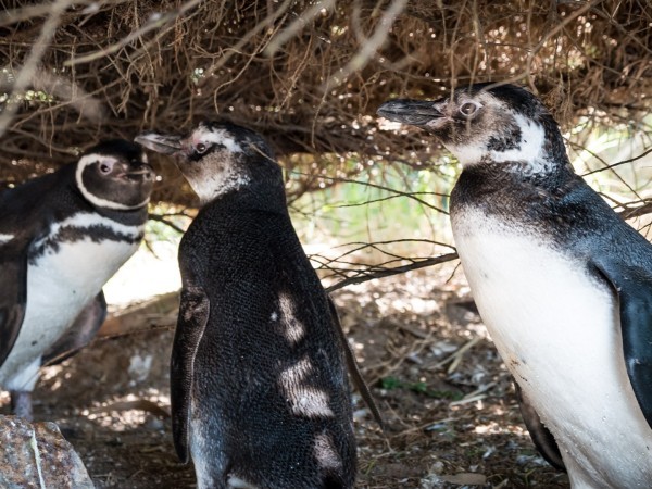 “Cuidar a un pingüino real y ver una película en el cine”: LIFE Cinemas realizará función a beneficio de SOS Fauna Marina