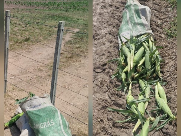 Libertad a prueba pa...