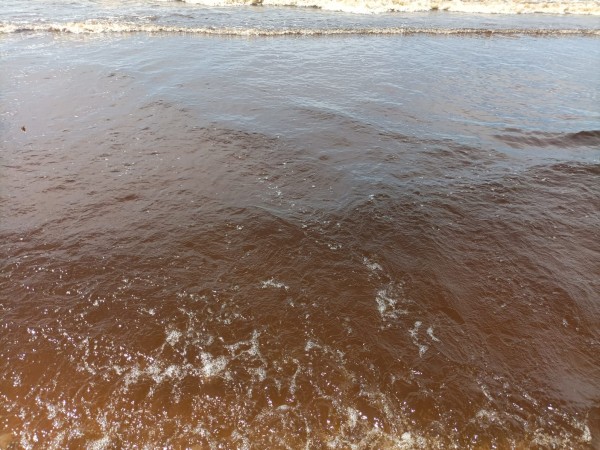 bañarse, playas, marea roja, intendencia de maldonado,