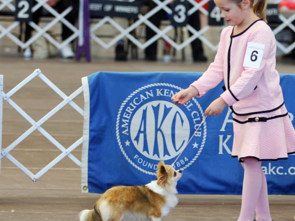 Punta del Este tendrá el mayor evento canino de América y El Caribe