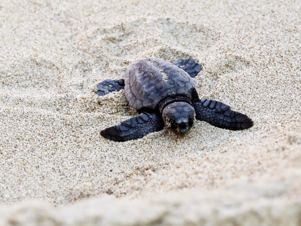 karumbé, tortugas varadas, costas de maldonado,