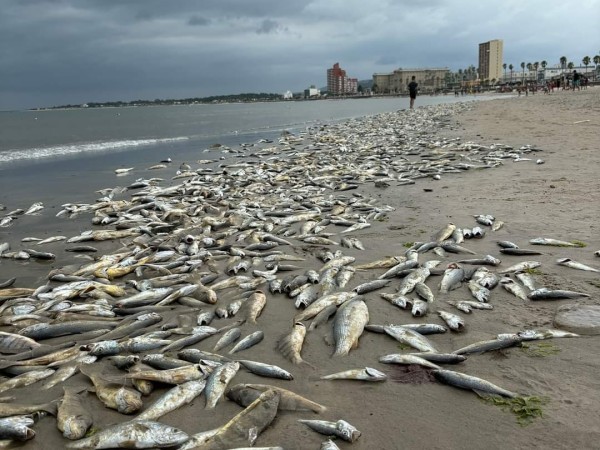 peces muertos, piriápolis, maldonado, dinara