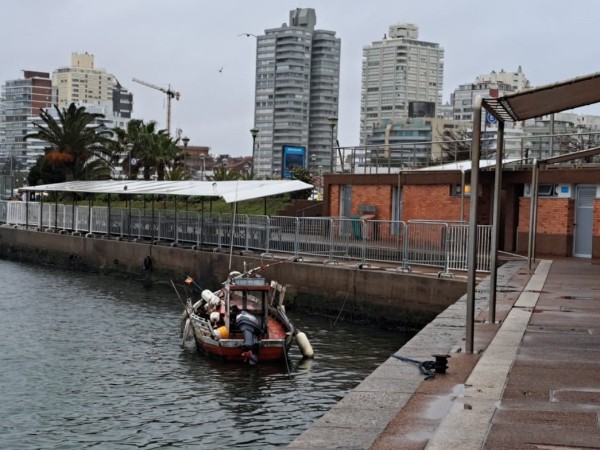 No hay focos de influenza aviar y los productos del mar se pueden consumir con normalidad