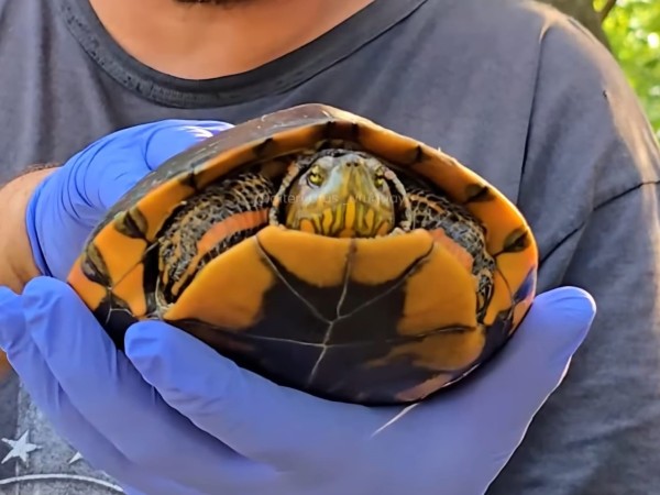 Alternatus derribó el principal mito sobre las tortugas morrocoyo: ¿Son venenosas, o no?
