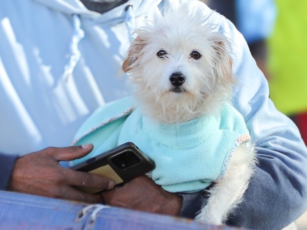 Castraciones gratuit...