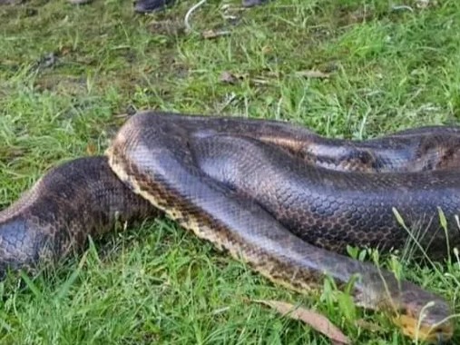 Una anaconda capturada en Nueva Palmira fue traída a Piriápolis por parte de Alternatus Uruguay