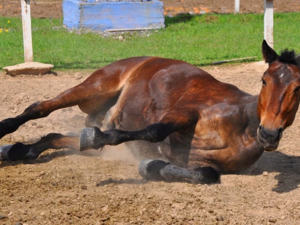 MGAP descarta casos de encefalitis equina en Uruguay, pero mantiene vigilancia y realiza recomendaciones
